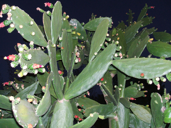 opuntia-cochenillifera-cactus