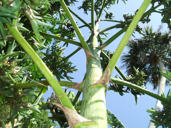 agave-vilmoriniana, octopus agave bloom stalk