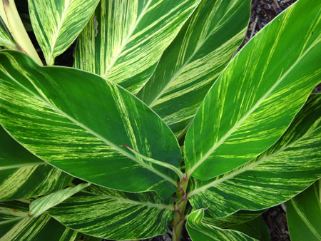 alpinia zerumbet 'variegata', variegated shell ginger